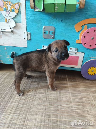 Щенок девочка в добрые руки