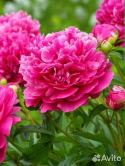 Саженцы многолетних цветов