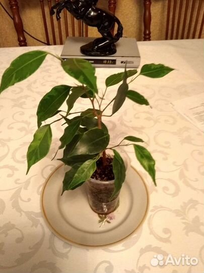 Фикус бенджамина