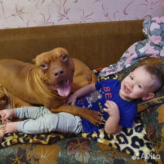 Питбуль вязка