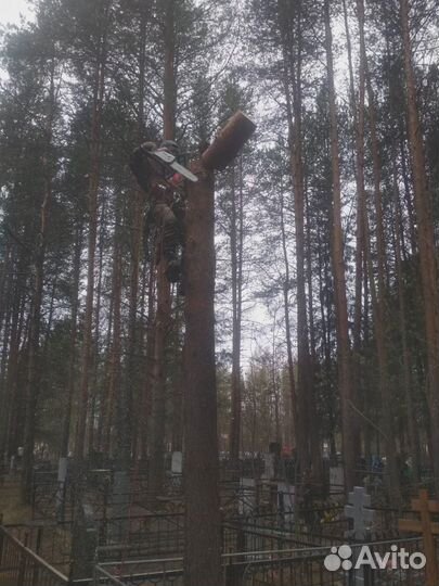Спил деревьев. Высотные работы