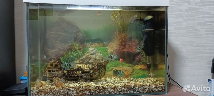 Аквариум 70 литров