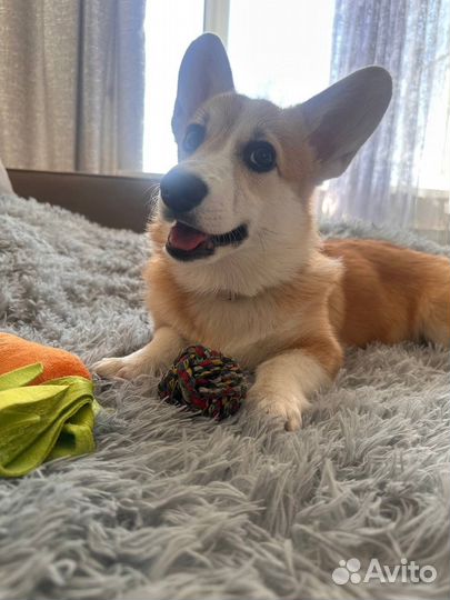 Вельш-корги пемброк