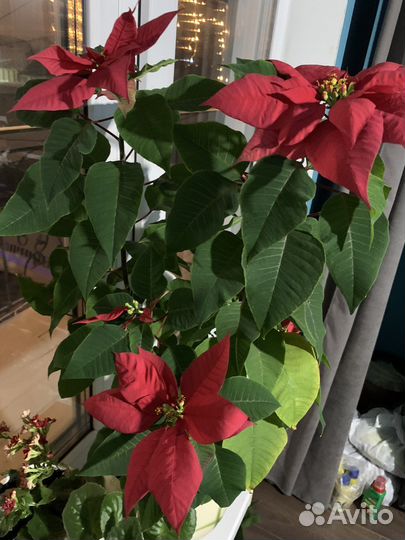 Пуансеттия