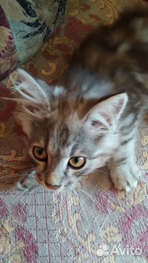 Отдам в добрые руки