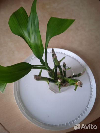 Ствол бамбука с ростками