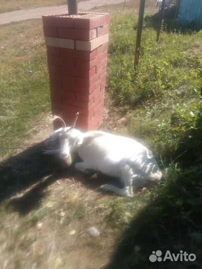 Зааненские козы