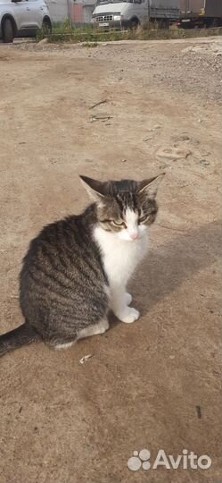 Бездомные кошки