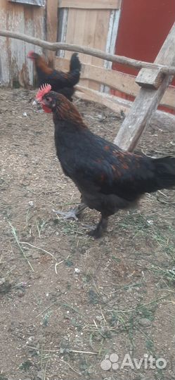 Молодые петухи