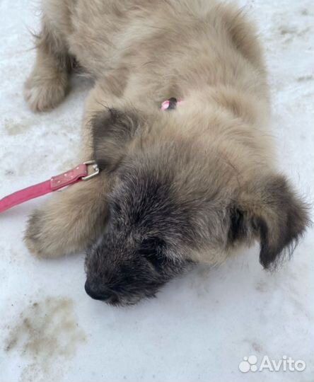 Щенульке нужен дом