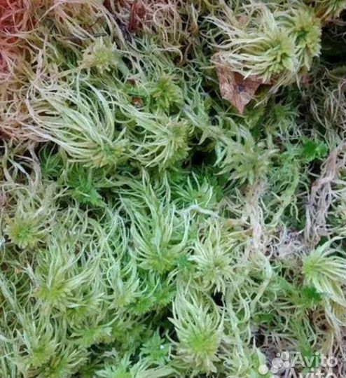 Мох сфагнум сухой и свежий