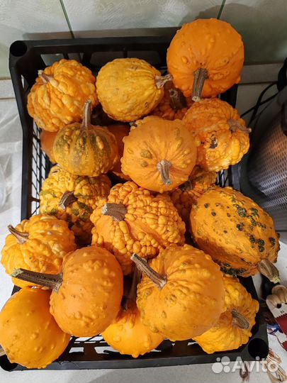 Тыква декоративная