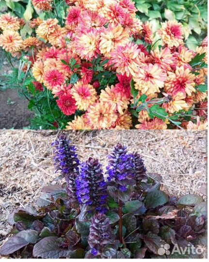 Многолетние цветы для сада