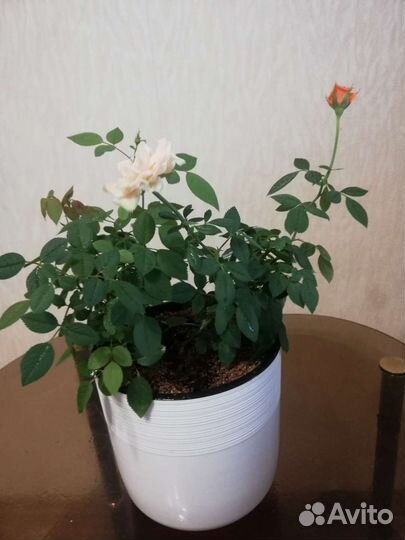 Роза комнатная