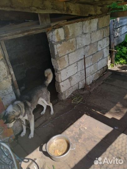 Собаки бесплатно в добрые руки