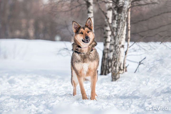 Собака из приюта ждёт хозяина