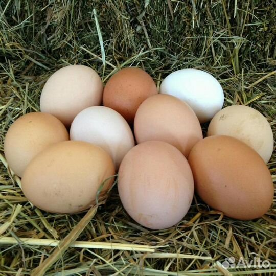 Яйцо инкубационное куриное Пушкинской породы