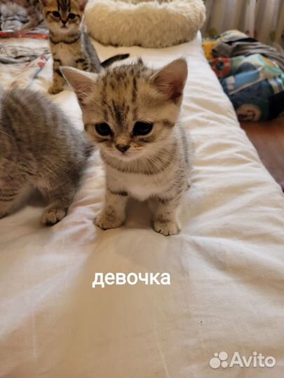 Шотландские котята