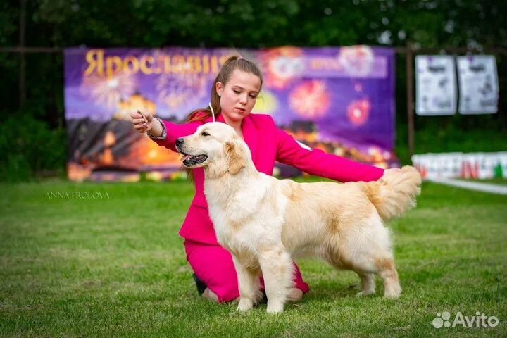 Хендлер (подготовка и показ собаки на выставке)