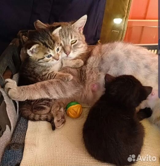 Кошка в добрые руки