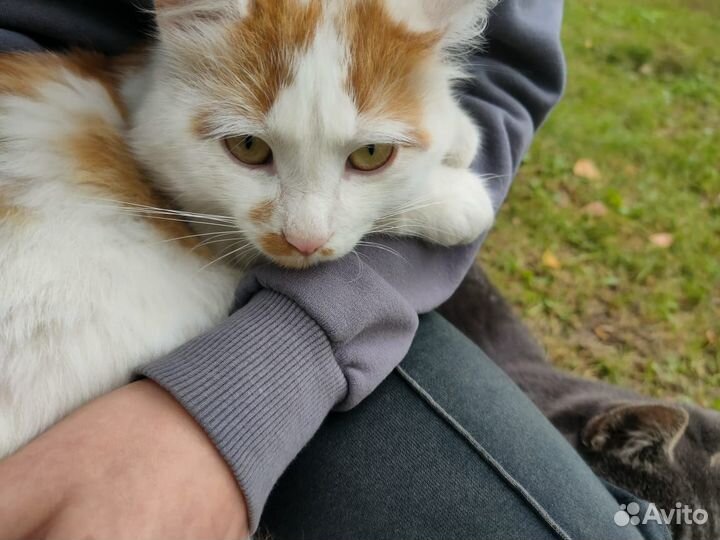 Кошка в дар бесплатно
