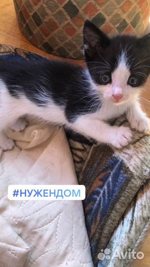 Котята в добрые руки бесплатно