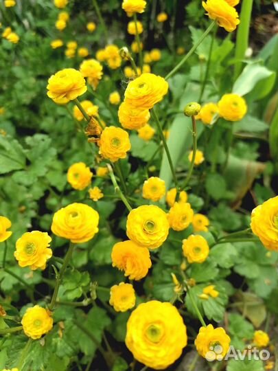 Многолетние садовые цветы