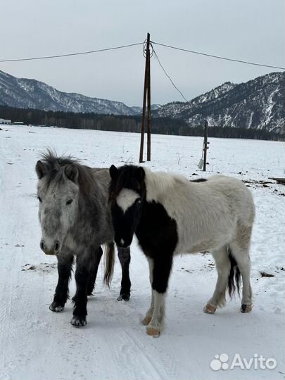 Продам Табун Лошадей (пони,мерины,жеребцы )