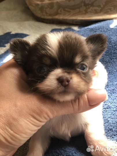 Миниатюрные собаки