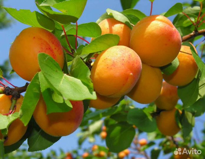 Абрикос Хабаровский
