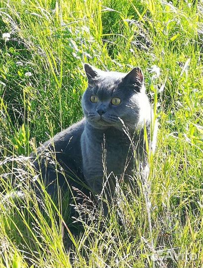 Котик ищет невесту