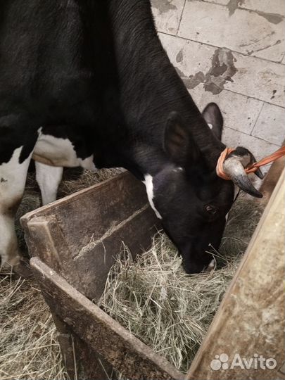 Корова дойная
