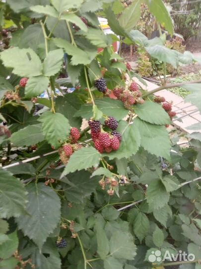 Саженцы ежевики