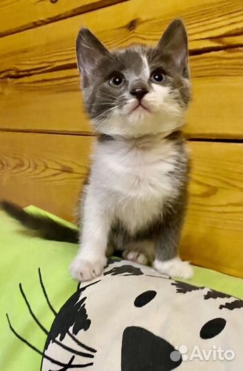 Тася ищет мамочку