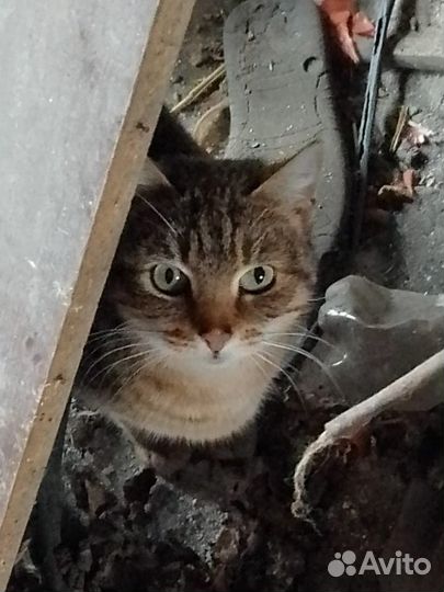 Кошки в добрые руки