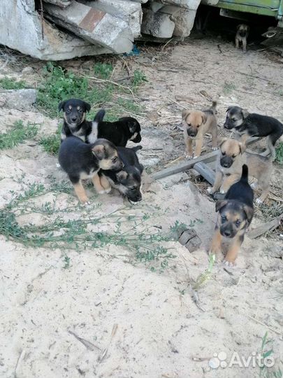 Щенки в добрые руки