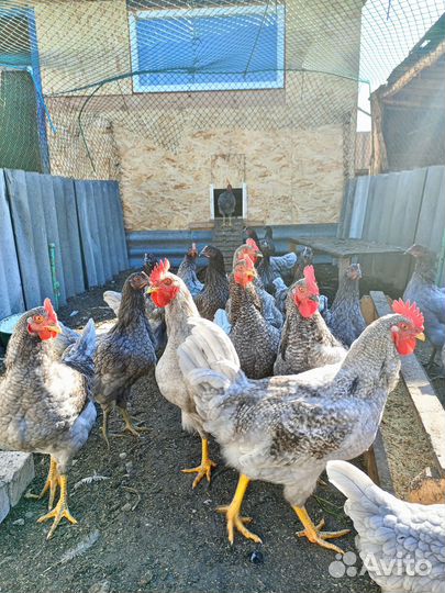 Петух Брама, Доминант