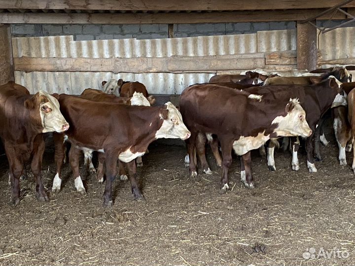 Продаются бычки