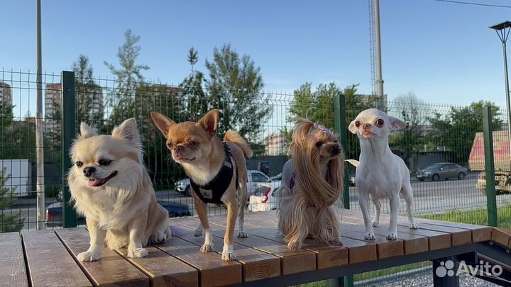 Выгул собак