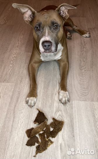 Лакомства для собак