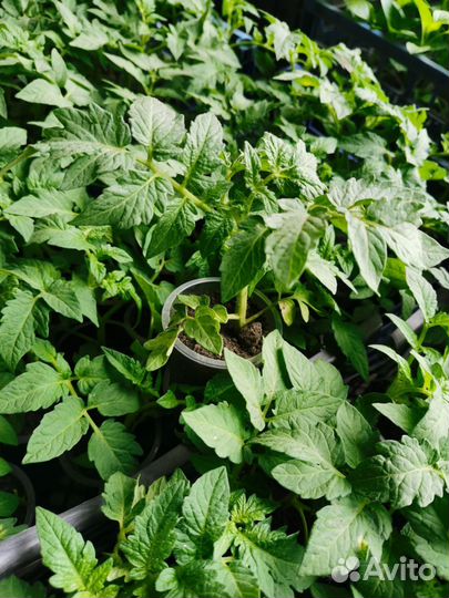 Хоста растение