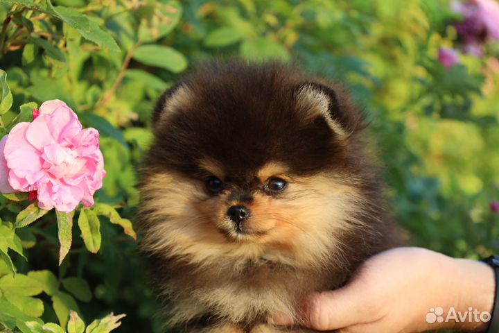 Померанский шпиц мальчик