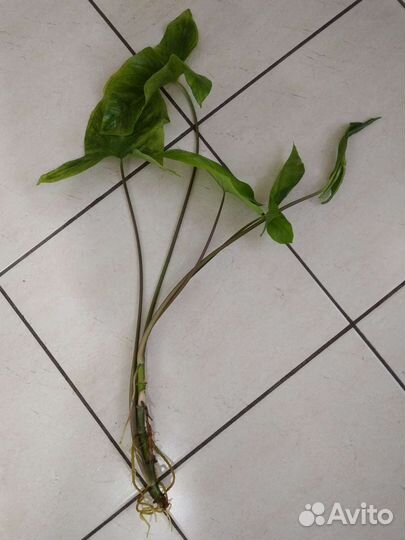 Сингониум (отростки с корнем)