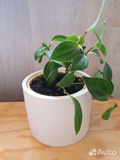 Интерьерные композиции, кашпо из бетона