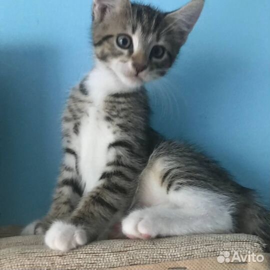 Котята