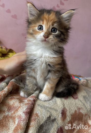 Котенок бесплатно