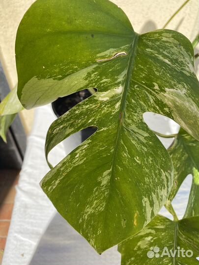 Комнатные цветы Монстера alba вариагатная