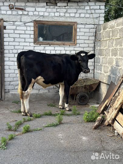 Корова стельная