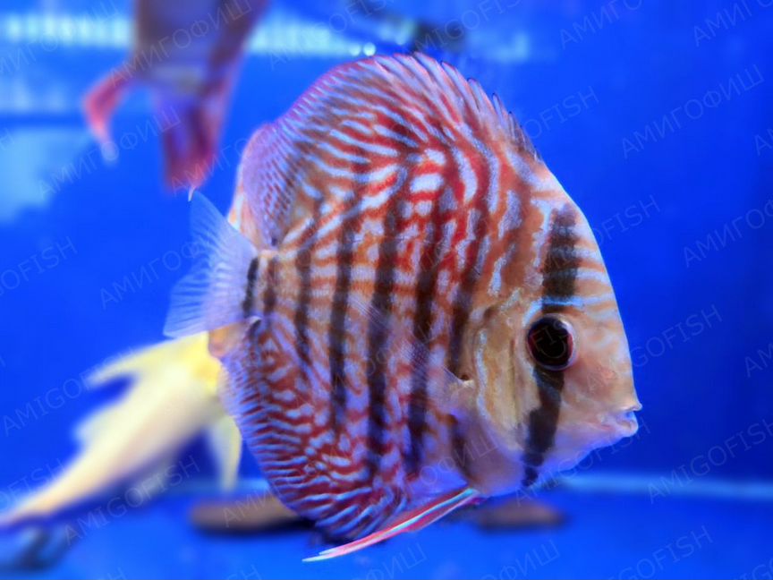 Дискус Красный Туркис (Discus Red Turquoise) клас