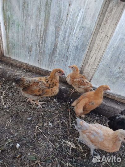 Индюшата,цыплята